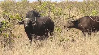 Buffalo Breeding Herd | Very Young Calf