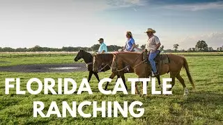 The Challenges of Cattle Ranching in Florida