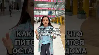 Как понять что питомец боится оставаться дома