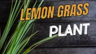 How to Repotting Lemongrass for Thriving Growth