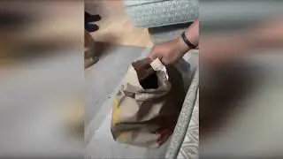 funny cats in the world