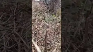 расчищаю участок, не столярка, но тоже дерево 🌳