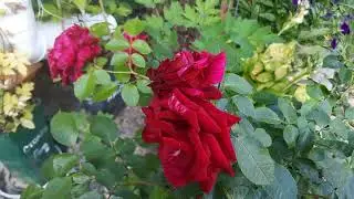 Прогулка по моему саду.