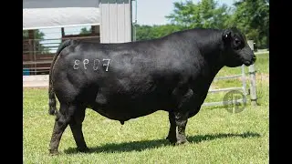 0200AN10839 WOODHILL PAYWEIGHT C206-F093