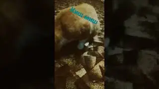 киш миш#крутой#и#опасный