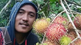 REVIEW RAMBUTAN