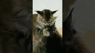 Это лююбооффъъ Bruce и Clarissa Mur House n25 🐈