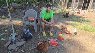 Eating Massive Watermelon With Chickens Week 6