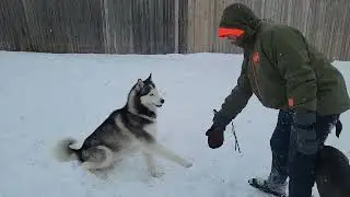 Watch as Appa the Husky, Ahsoka the Malinois. and Arlo the GSD play in the snow!