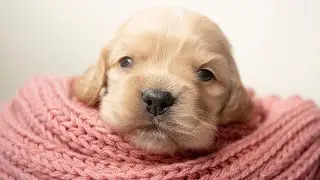 Are Cocker Spaniels Good with Cats Understanding the Factors to Consider