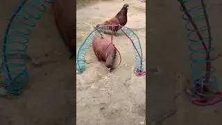 Create amazing bird trap pigeon // Creativity quick pigeon trap