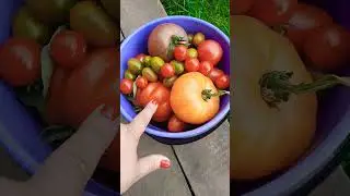 Доброе утро ☕️ 🌞 Помидоры вкусные, сладкие🍅🍅🍅 #помидоры #огород #красота #оттатьяныслюбовью #урожай