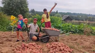 КАК ТАК ВЫШЛО РЕКОРДНЫЙ УРОЖАЙ КАРТОФЕЛЯ