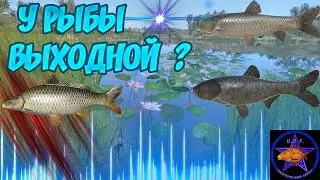 РУССКАЯ РЫБАЛКА 4 (РР4) - СУПЕР КЛЁВ В ВЫХОДНОЙ