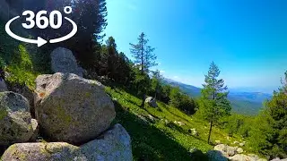 Валуны Relax - VR 360° 5K Video - Белый шум из дикого леса