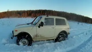 Нивас в поле