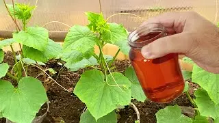Огурцы прут и не болеют, внесите под куст огурцов! 100% Копеечное рабочее средство