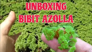 UNBOXING BIBIT AZOLLA || PAKAN ALTERNATIF