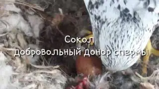 Разведение соколов в Украине