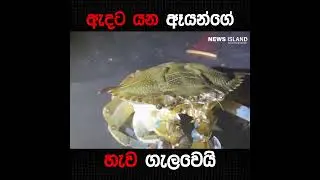 කකුළුවොත් හැව අරිනවා කියලා මීට කලින් දැනගෙන හිටියද?
