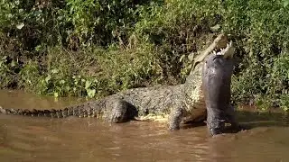 Crocodile preys on hippo calf when the mother is not looking