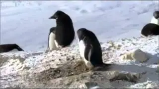 voleur professionnel.mp4