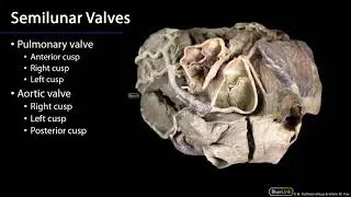 Cardio Station 3 - Heart Valves