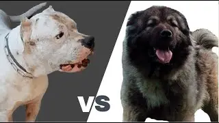 Dogo Argentino VS Caucasian Shepherd