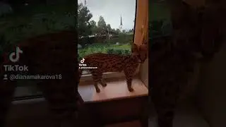 Ручной котёнок сервала 