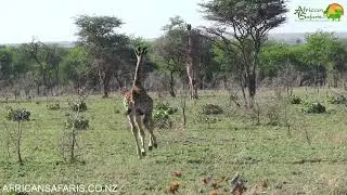 Baby giraffe gets a fright, Serengeti National Park, Tanzania