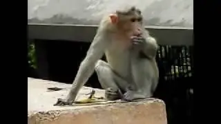 monkey funny video monkey dance funny monkey videos funniest monkey videos   YouTube