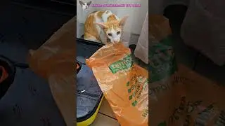 Таможенный контроль по прибытию😸👜 