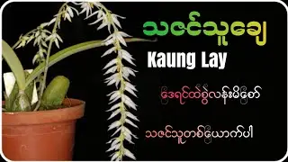 သဇင်သူချေ - ကောင်လေး(Lyric Video) | Thazin Thu Chay - Kaung Lay