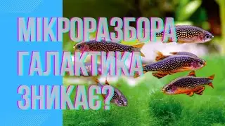 Як Мікророзбора Галактика майже зникла