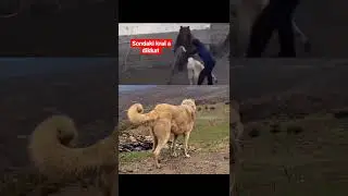 dev saf kangallar ayı ile oynaması 