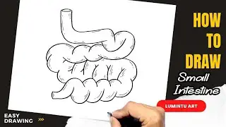 How to draw Small Intestine - Easy Small Intestine Drawing