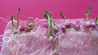 КАБАЧОК И КУКУРУЗУ В САМОКРУТКУ.