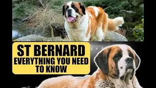 St  Bernards #dog #youtubegrouth  #funnypets #saintbernarddog