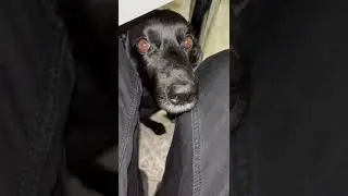 Попрошайничает)