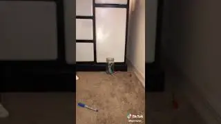 pen cup challenge TikTok @kerritwen_  [Tik Tok Archives]
