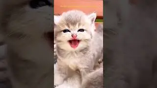 Kitten meowing 😺 NEW