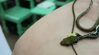 dead baby snake in school 🥺