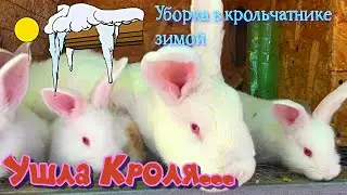 Сложности уборки в крольчатнике зимой. Хвоя для кроликов. Содержание и разведение кроликов зимой.