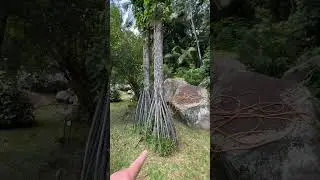 Пальма шагающая Панданус