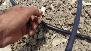 02- We updated the drip irrigation system to a ring pattern in our 4-year-old Chandler walnut orc...