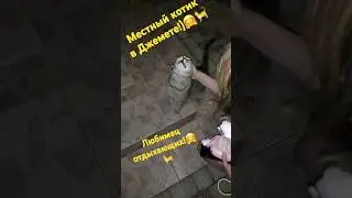 #Джемете, #котик.🐈🤗#Всеобщий #любимец #толстенький!🤗😁👍🥰💕🏝