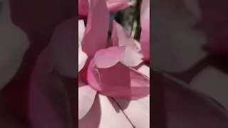 Магнолия цветёт #shorts