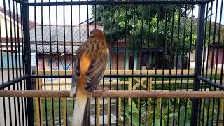 Gacor Dor Kenari Apapun auto Gacor Dengan Suara Ini #Kenari #BurungMasteran