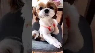 Cute and Funny Shih Tzu Dog 🐶😂💖