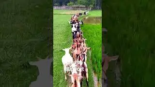 ছাগল পালন #shorts #shortsvideo #shortsviral